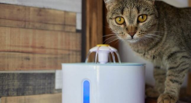 Automatic Cat Feeders: Keep Your Furry Friend Fed While You’re Out of Town